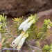 Erica viridiflora primulina - Photo (c) Matt Berger, μερικά δικαιώματα διατηρούνται (CC BY), uploaded by Matt Berger