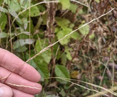Deschampsia elongata