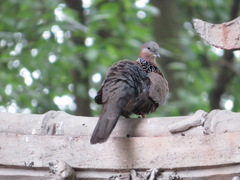 Streptopelia chinensis