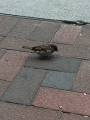 Passer domesticus