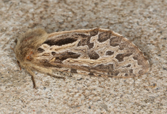 Oncopera fasciculatus