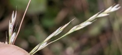 Deschampsia elongata