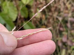 Deschampsia elongata