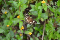 Anthanassa drusilla lelex