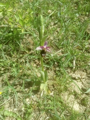 Ophrys bertolonii