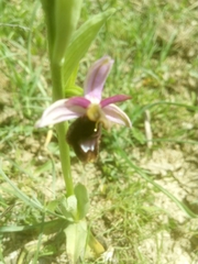 Ophrys bertolonii