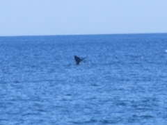 Eubalaena glacialis