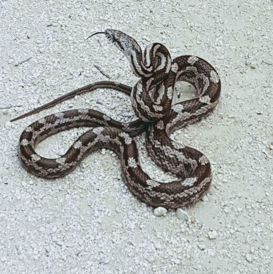 Eastern/Central Ratsnake Complex