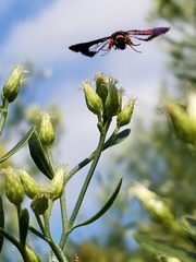 Synanthedon sapygaeformis