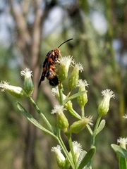 Synanthedon sapygaeformis