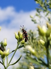 Synanthedon sapygaeformis