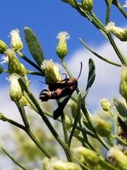 Synanthedon sapygaeformis