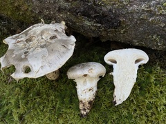 Catathelasma