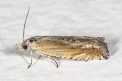 Eucosma kiscana
