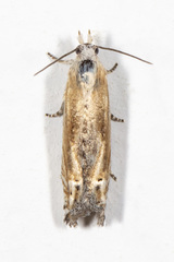 Eucosma kiscana