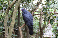 Ducula goliath