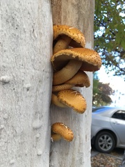 Pholiota aurivella