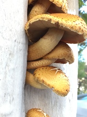 Pholiota aurivella