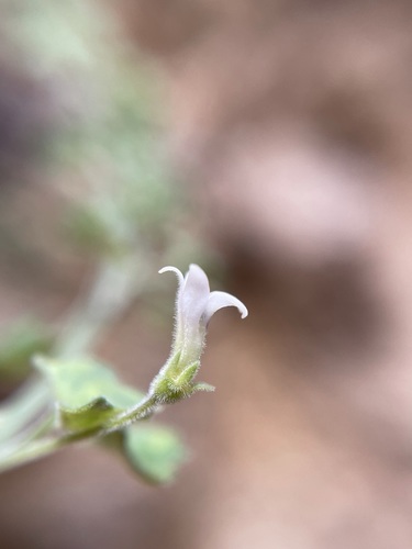 Image of Wimmerella hederacea by (c) Matt Berger, some rights reserved (CC BY)