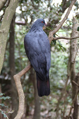 Ducula goliath