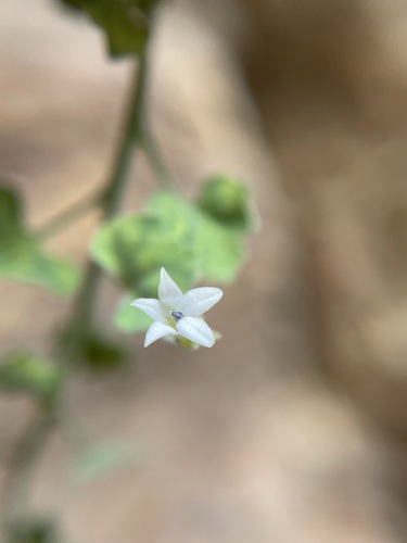 Image of Wimmerella hederacea by (c) Matt Berger, some rights reserved (CC BY)