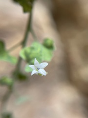 Wimmerella hederacea