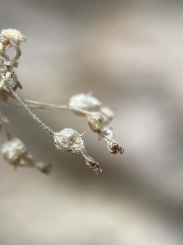 Image of Wimmerella hederacea by (c) Matt Berger, some rights reserved (CC BY)
