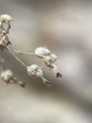 Wimmerella hederacea