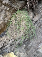 Wimmerella hederacea