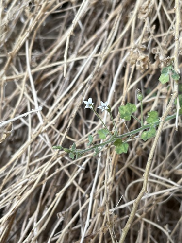 Image of Wimmerella hederacea by (c) Matt Berger, some rights reserved (CC BY)