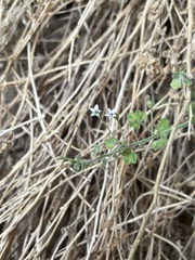 Wimmerella hederacea