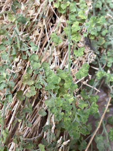 Image of Wimmerella hederacea by (c) Matt Berger, some rights reserved (CC BY)