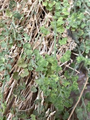 Wimmerella hederacea