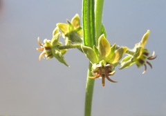 Miraglossum pulchellum