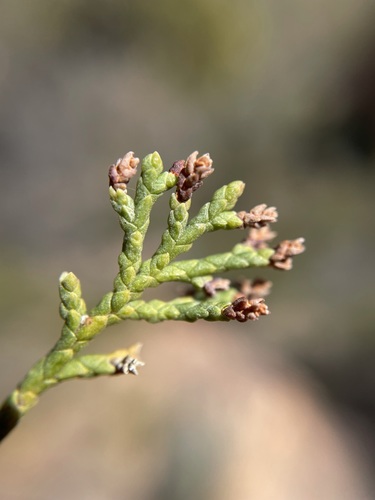 How to identify Widdringtonia schwarzii (Marloth) Mast.