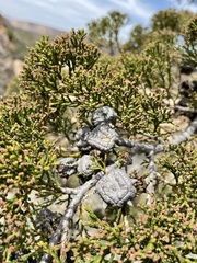 Clanwilliam Cedar (Widdringtonia schwarzii)
