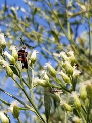 Synanthedon sapygaeformis