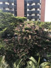 Bauhinia variegata