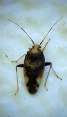 Chinamiris indeclivis