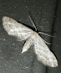 Idaea longaria