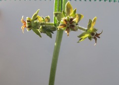 Miraglossum pulchellum