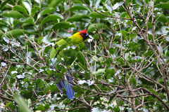 Eunymphicus cornutus