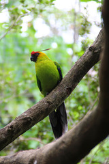 Eunymphicus cornutus