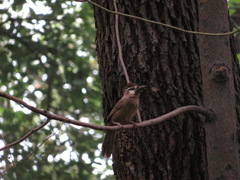 Pterorhinus sannio