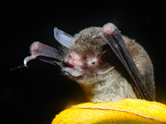 Pteronotus mesoamericanus