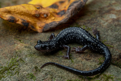 Plethodon kiamichi