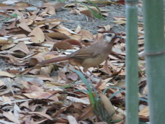 Pterorhinus sannio