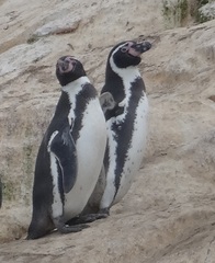 Spheniscus humboldti