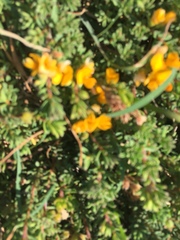 Pultenaea maritima