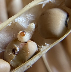 Chalcodermus aeneus